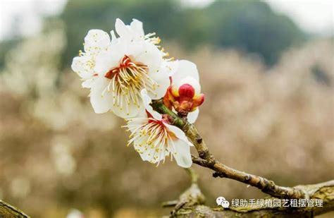 春天開的花有哪些|开在春天的20种花儿，你认识几种？